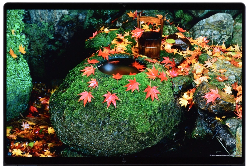 映像(紅葉)